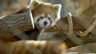 Learn about Red Pandas at Greensboro Science Center