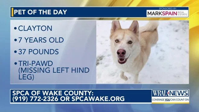 Pet of the Day for Feb. 12, 2026