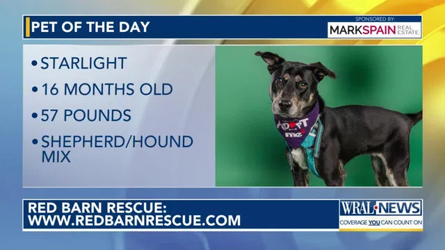 Pet of the Day for Feb. 17, 2026