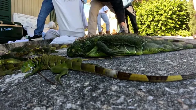 Fla. chef capitalizes on freeze with iguana pizza