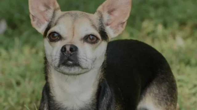 Pet of the Day for Feb. 21, 2026