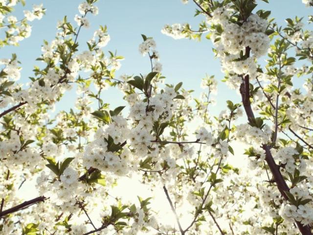 Stinky, damaging Bradford pear trees have fallen out of favor